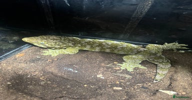 Gecko reptiles - Advert 7
