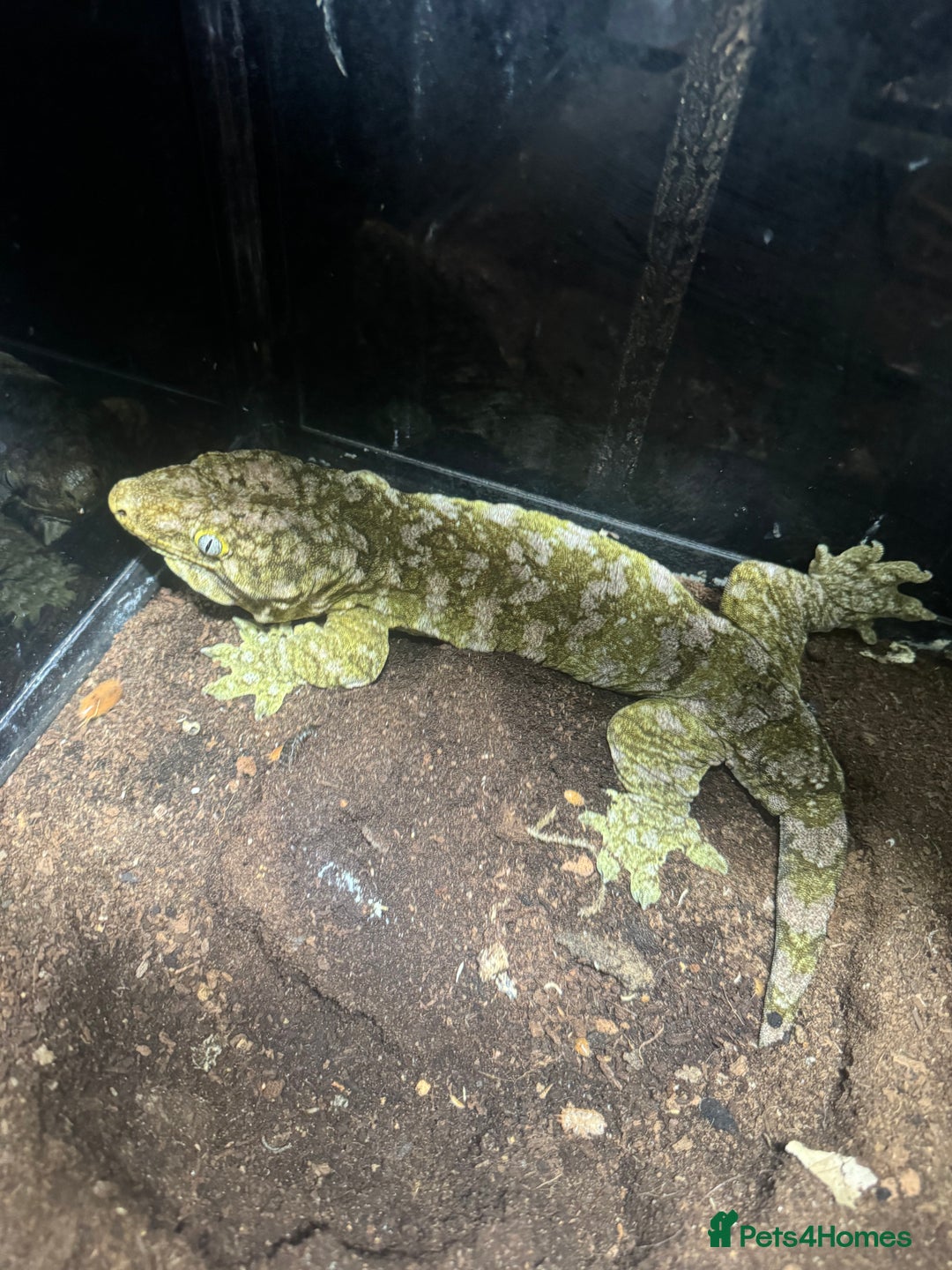 Gecko reptiles for sale: Breeding pair of Leachianus gecko’s with set up - Image 3