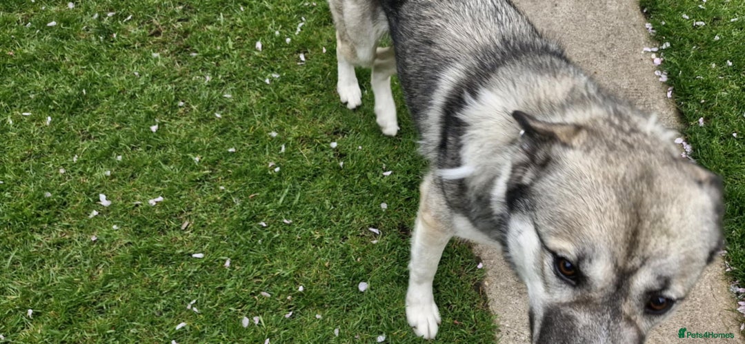 Mixed Breed dogs for sale: Storm - 2 years old - Advert 7