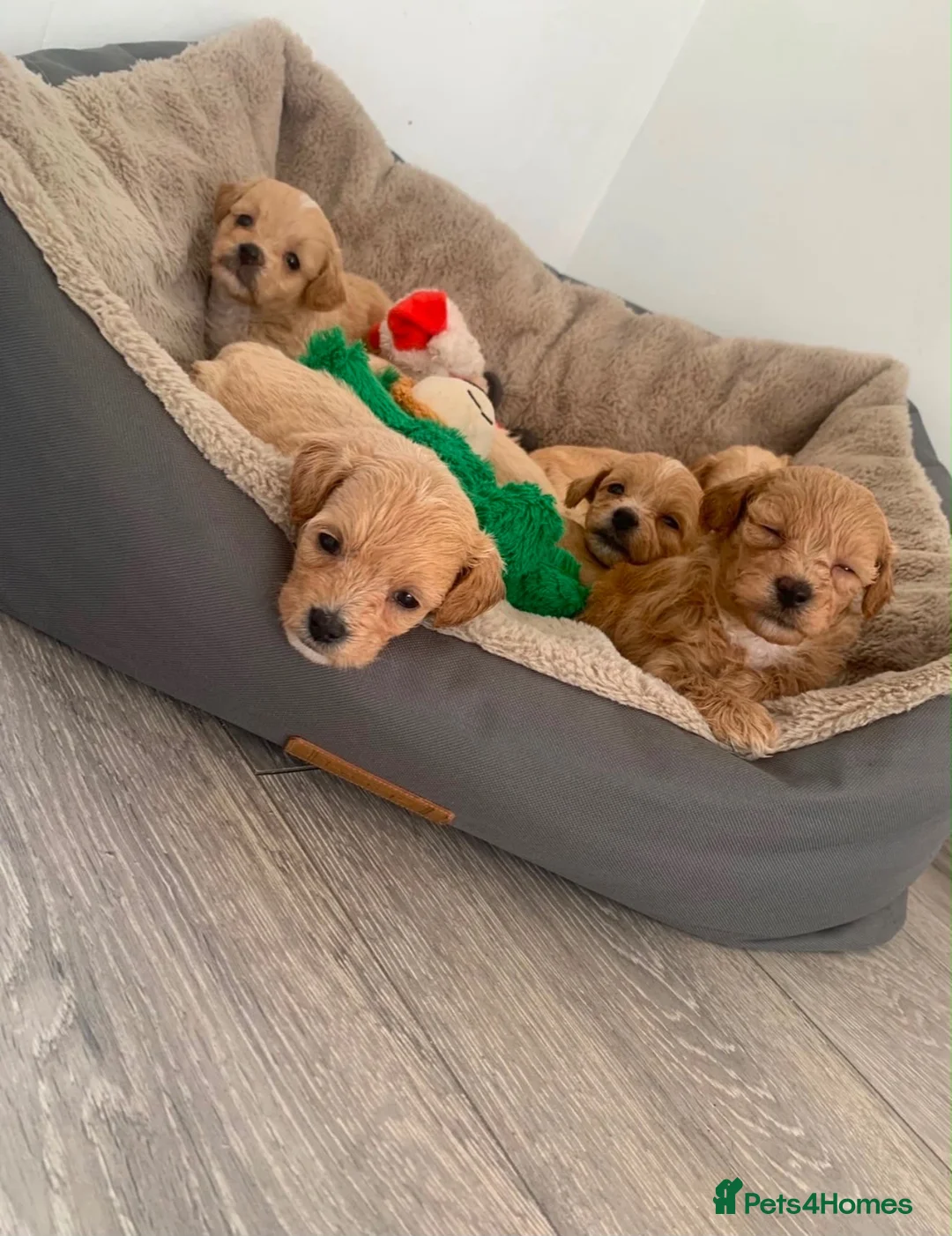 Maltipoo dogs for sale: 🐾Maltipoo puppy’s 🐾  - Advert 8