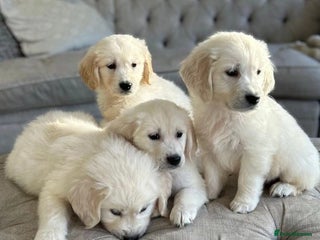 Golden Retriever dogs Golden retriever puppies - Advert 7