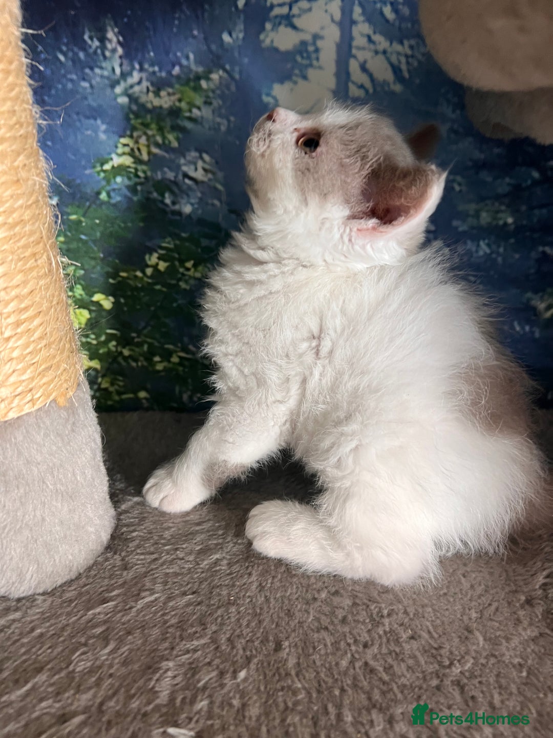 Selkirk Rex cats for sale: Gorgeous Selkirk Rex kittens - Image 14