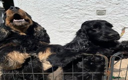 Cocker Spaniel dogs for sale: Retirement home  - Image 17