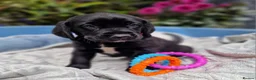 Springador dogs for sale: BEAUTIFUL SPRINGADOR PUPPIES - Advert 26