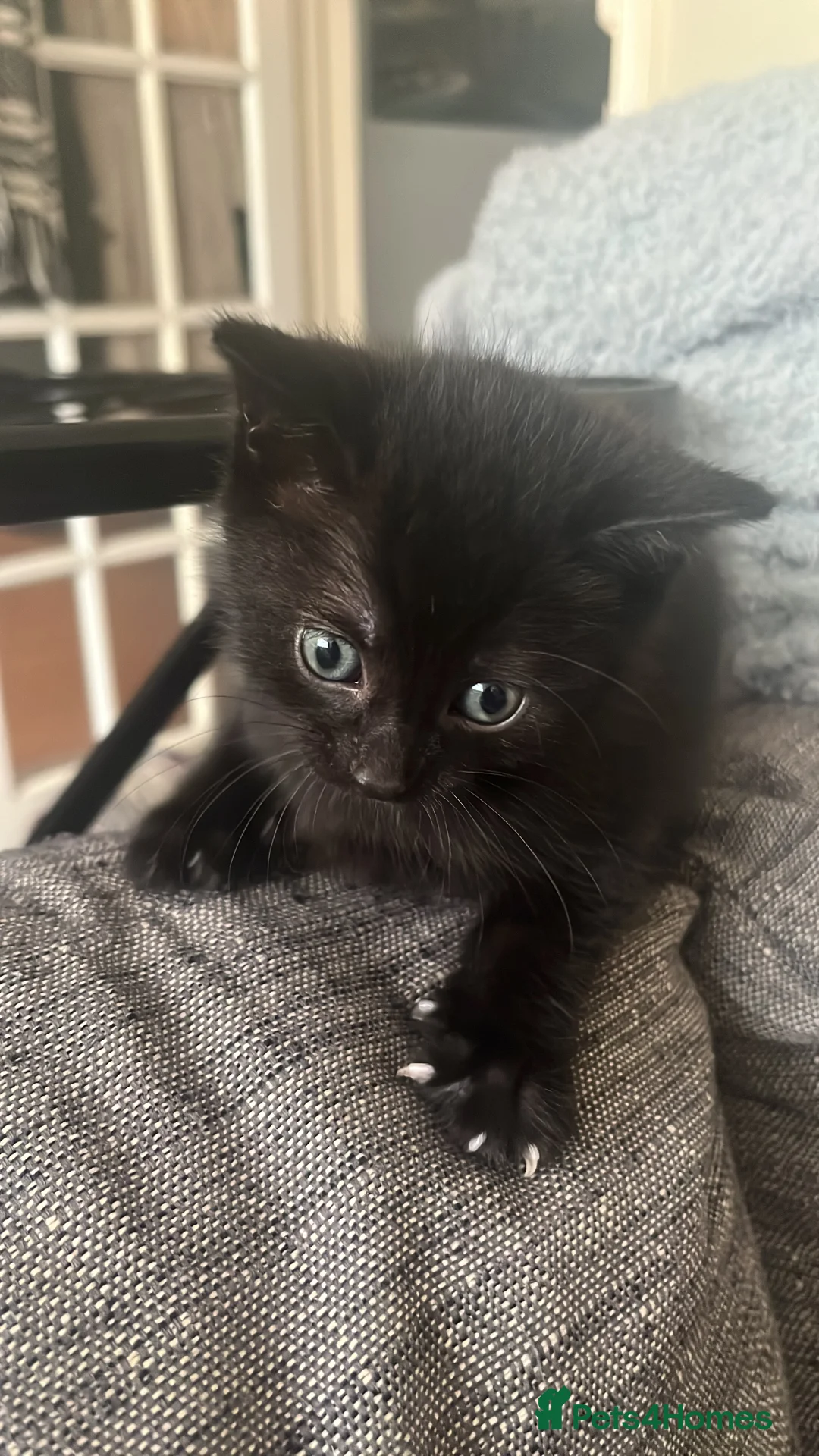 Bengal cats for sale: Beautiful Bengal cross Kittens for sale - Advert 2