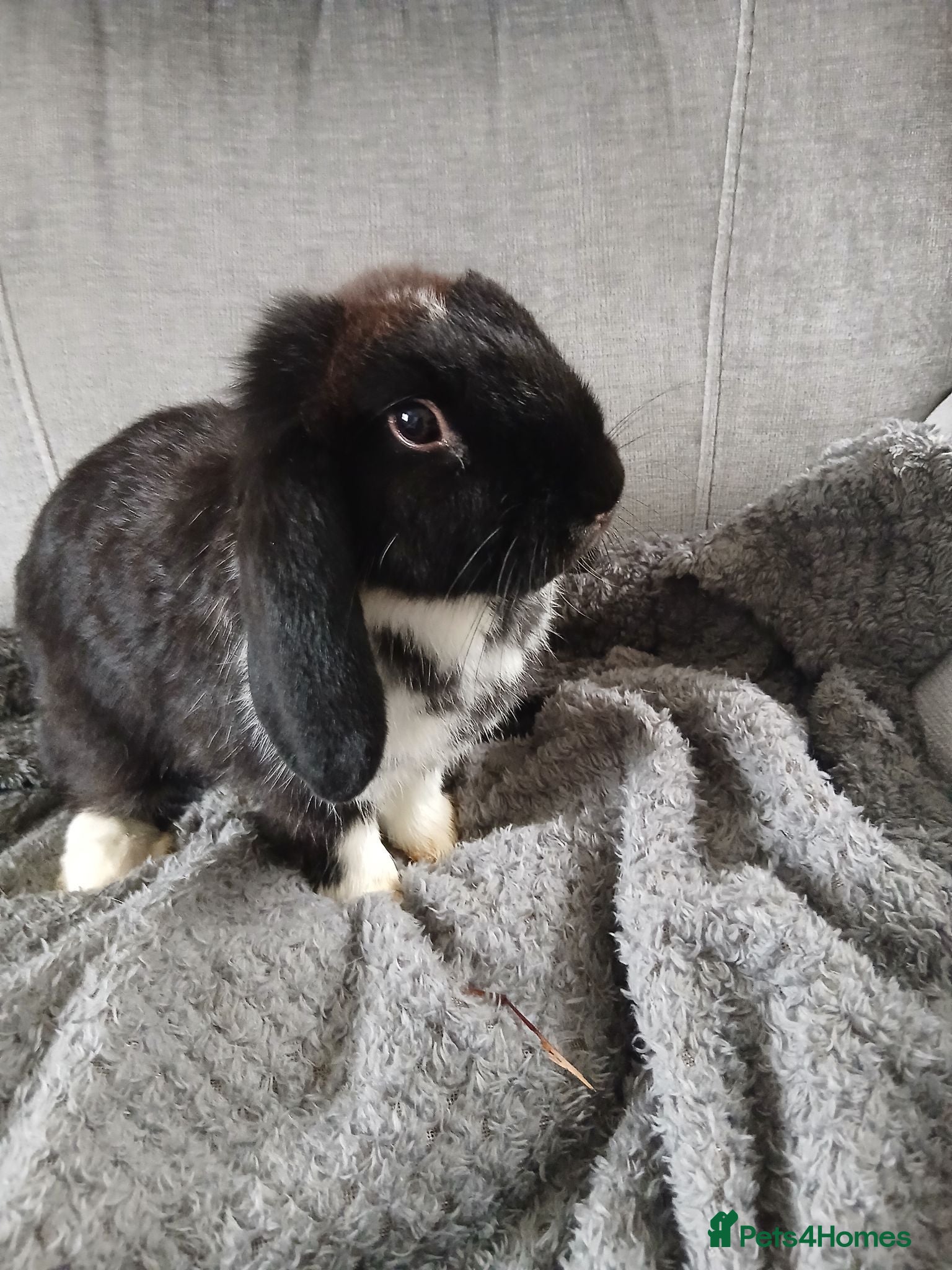 Mini Lion Lop rabbits Bunnies  - Advert 5