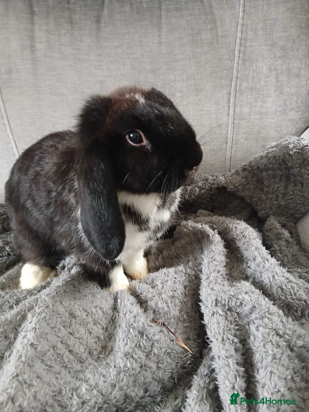 Mini Lion Lop rabbits for sale: Bunnies  in Montrose - Advert 1