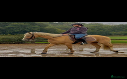 Irish Cob horses for sale: Stunning family pony allrounder  - Image 3