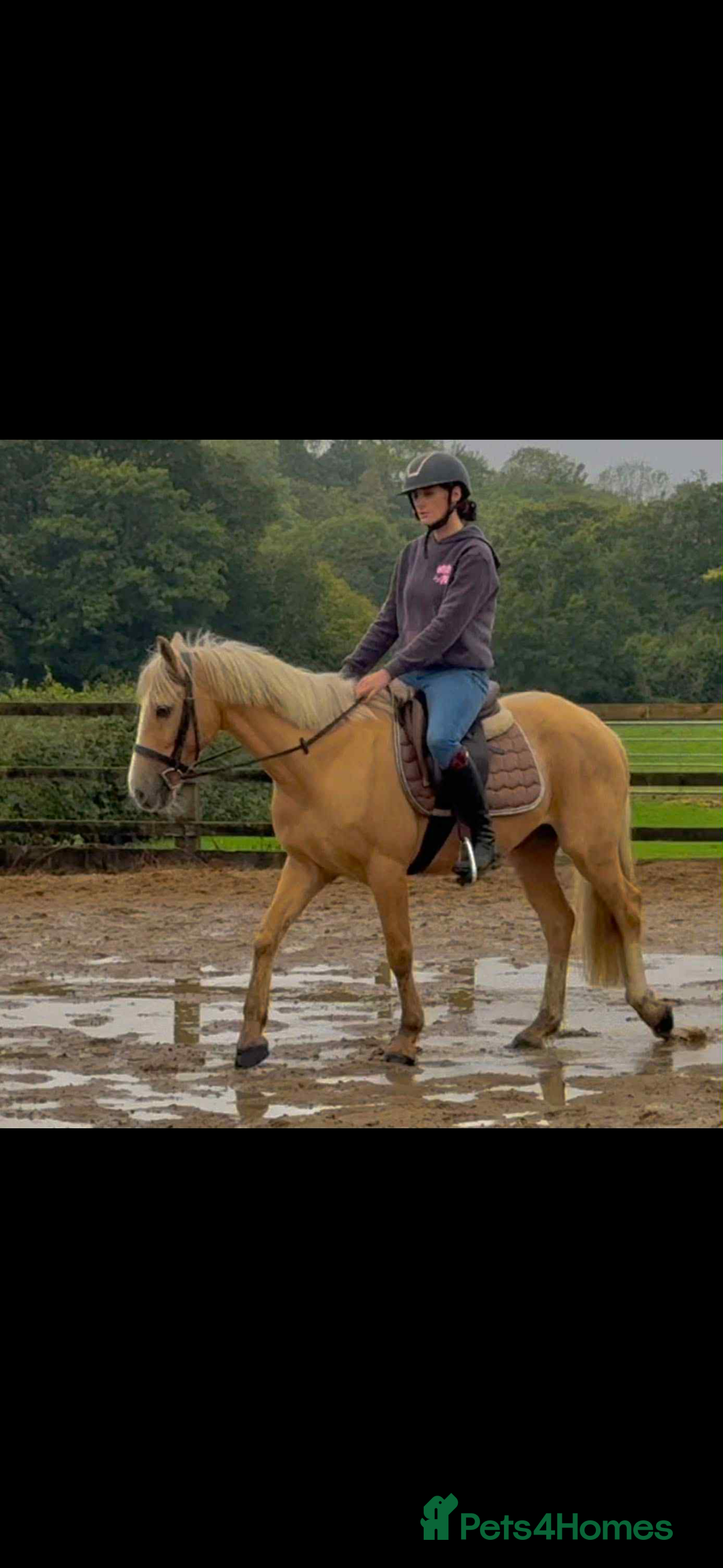 Irish Cob horses for sale: Stunning family pony allrounder  - Image 3