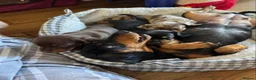 Miniature Dachshund dogs for sale: Lovely Miniature Dachshund Puppies  in Ipswich - Advert 3