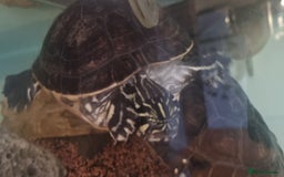 Terrapin reptiles for sale: 2 Terrapins Turtles 3 years adults - Image 2