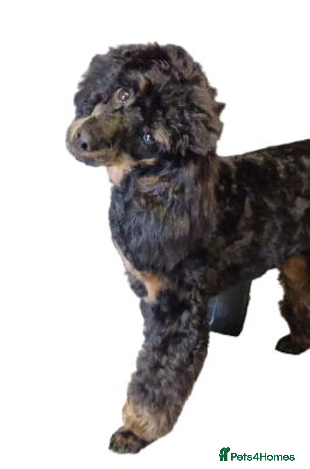 Miniature Poodle dogs for sale: 💥H/TESTED BLACK CARRYING PHANTOM/PARTI POODLES💥 - Advert 7