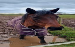 Welsh Section D horses for sale: Bartonhouse charlotte(charlie)15.1 welsh part bred - Image 5
