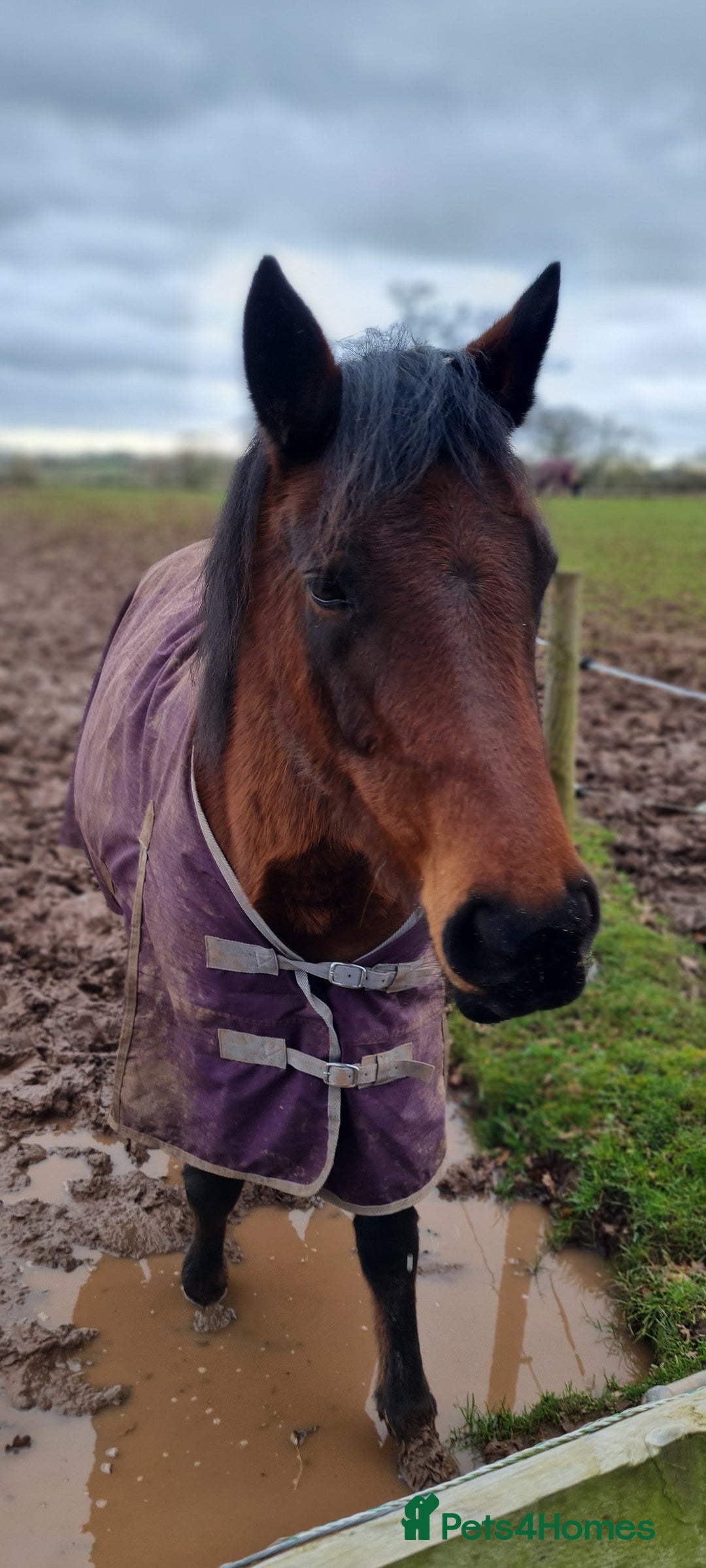 Welsh Section D horses for sale: Bartonhouse charlotte(charlie)15.1 welsh part bred - Image 5