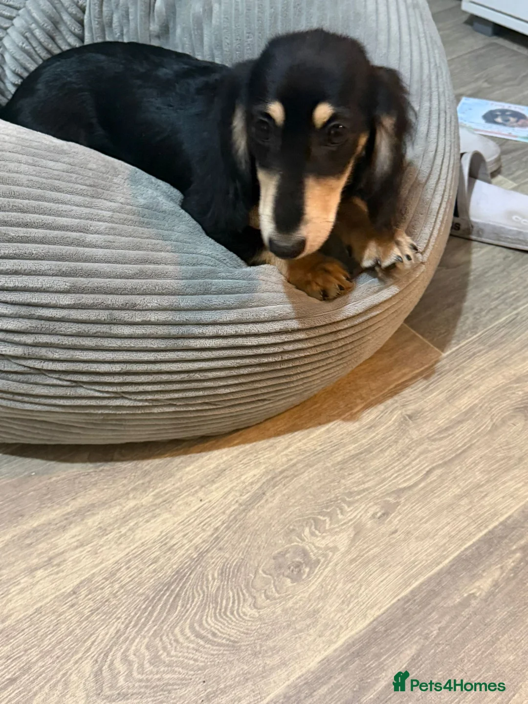 Dachshund dogs for sale: Beautiful Minituare Dachshund - Advert 5