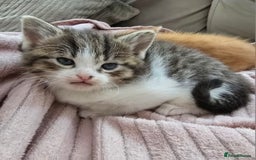 Mixed Breed cats for sale: Fluffy kittens - Image 10