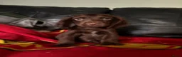 Cocker Spaniel dogs for sale: Beautiful cocker spaniels pups in Pontypool - Advert 7
