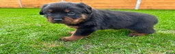 Rottweiler dogs for sale: KC Registered German Line Rottweiler Puppies 🐾🐾 - Advert 16
