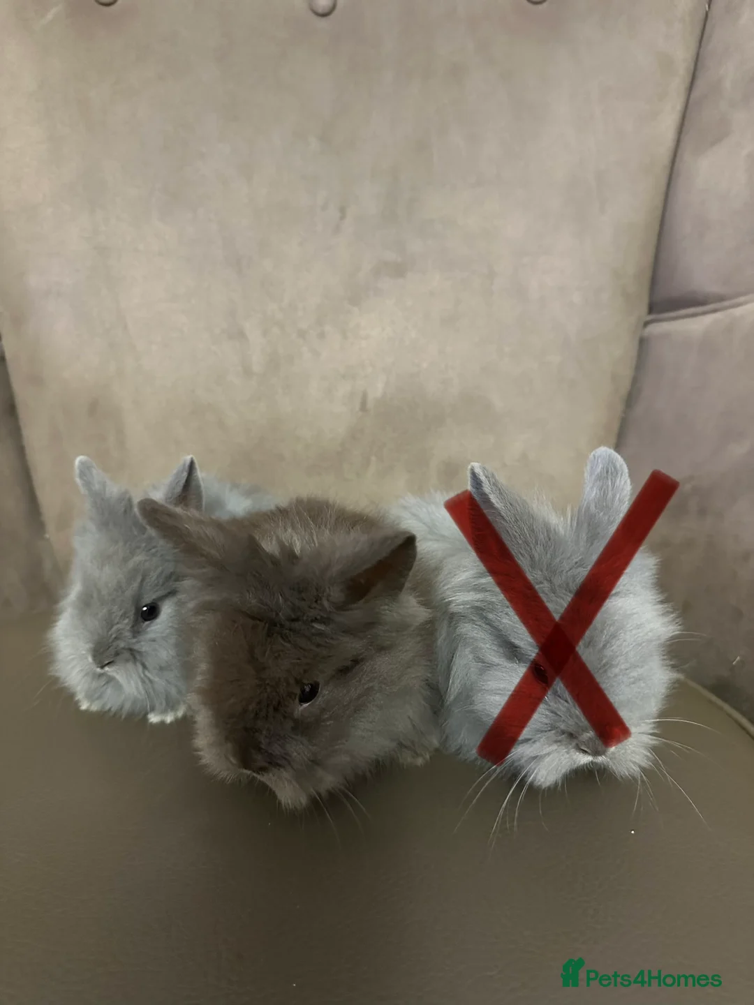 Lionhead rabbits for sale: Lionhead Rabbits MALE - Advert 3