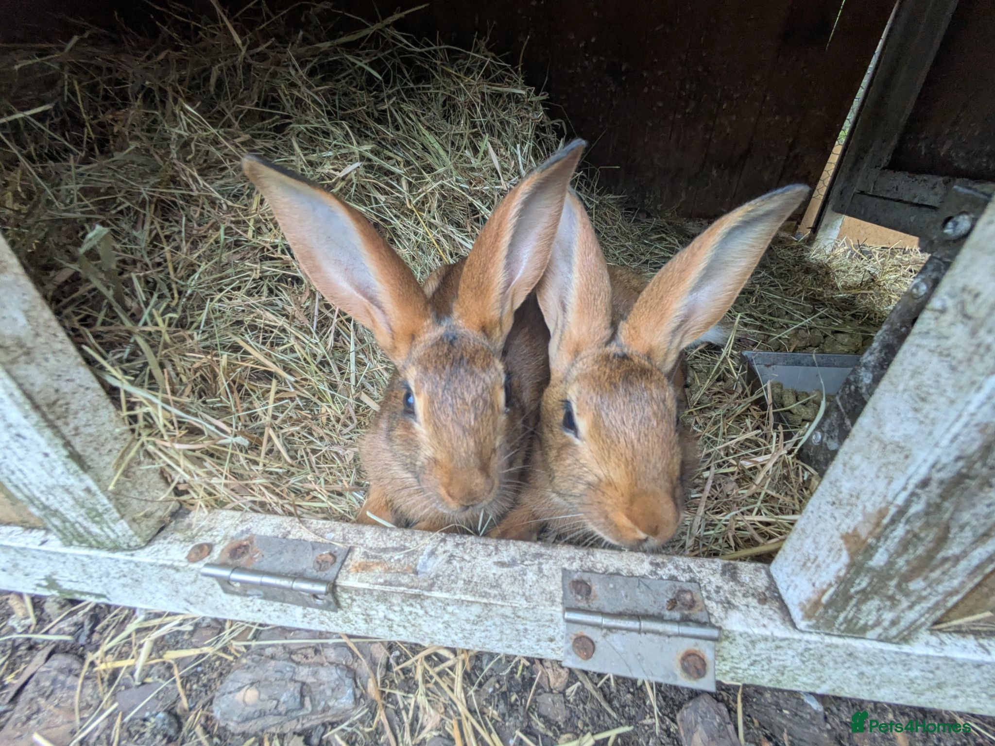 Belgian Hares rabbits Ready to leave on the 21st of July  - Advert 8