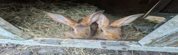 Belgian Hares rabbits for sale: Ready to leave on the 21st of July  in Aberdare - Advert 1