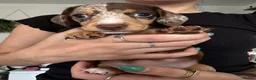 Miniature Dachshund dogs for sale: Miniature dachshunds  in Chard - Advert 2