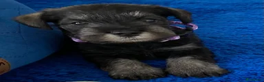 Puppy 2