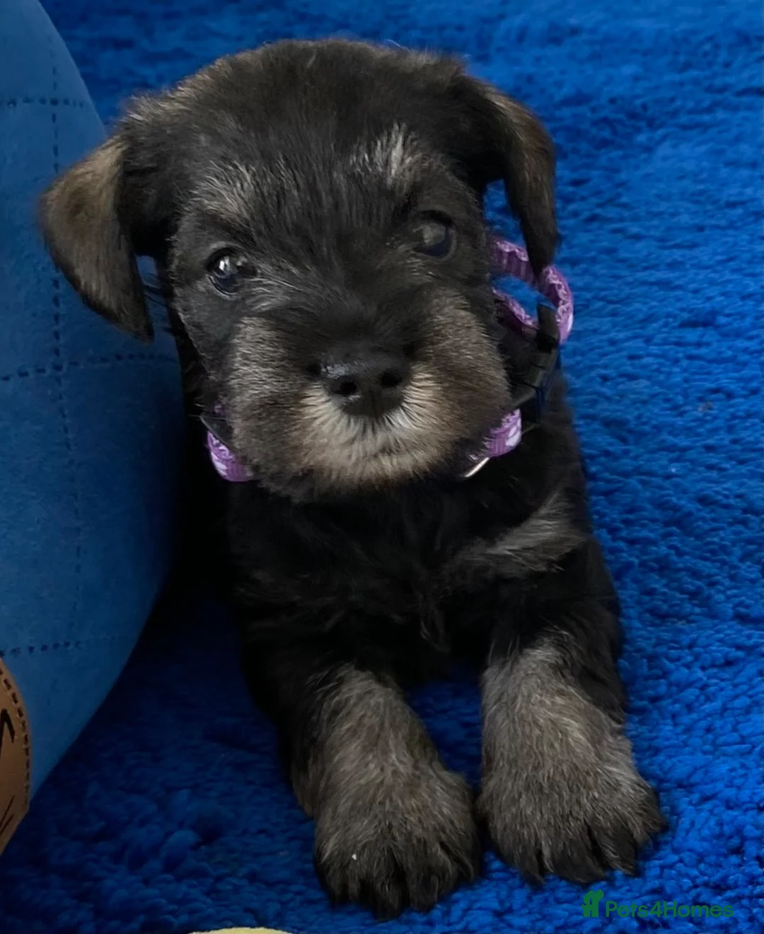 Miniature Schnauzer dogs for sale: Adorable KC Reg Mini Schnauzer Pups - Advert 1