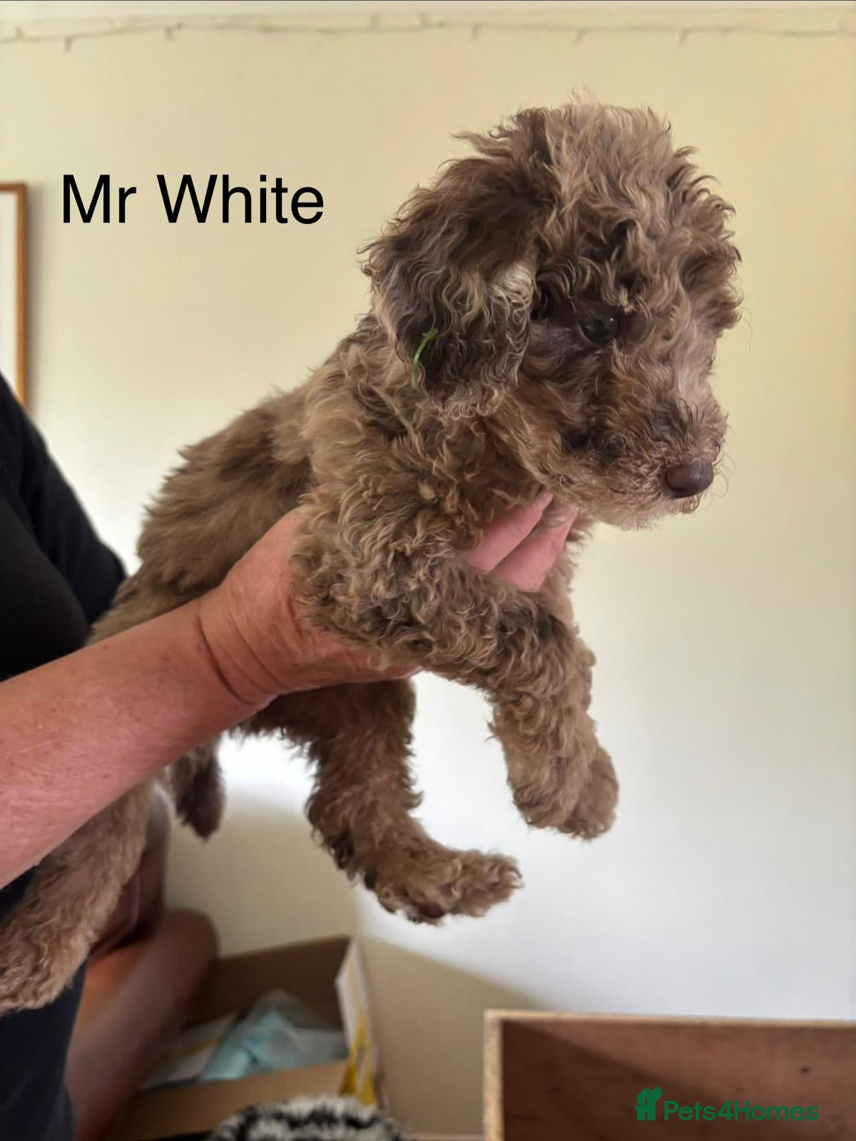 Mixed Breed dogs for sale: Moyen/miniature poodle - Advert 15