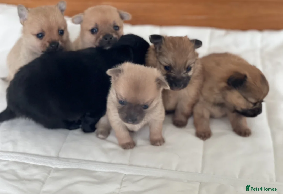 Pomeranian dogs for sale: Stunning Pomeranian puppies  in Liverpool - Advert 2