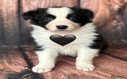 Border Collie dogs for sale: 7 Beautiful Border Collie Puppies  - Image 10