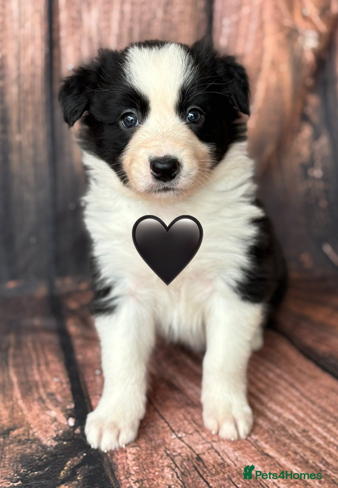 Border Collie dogs for sale: 7 Beautiful Border Collie Puppies  - Image 10