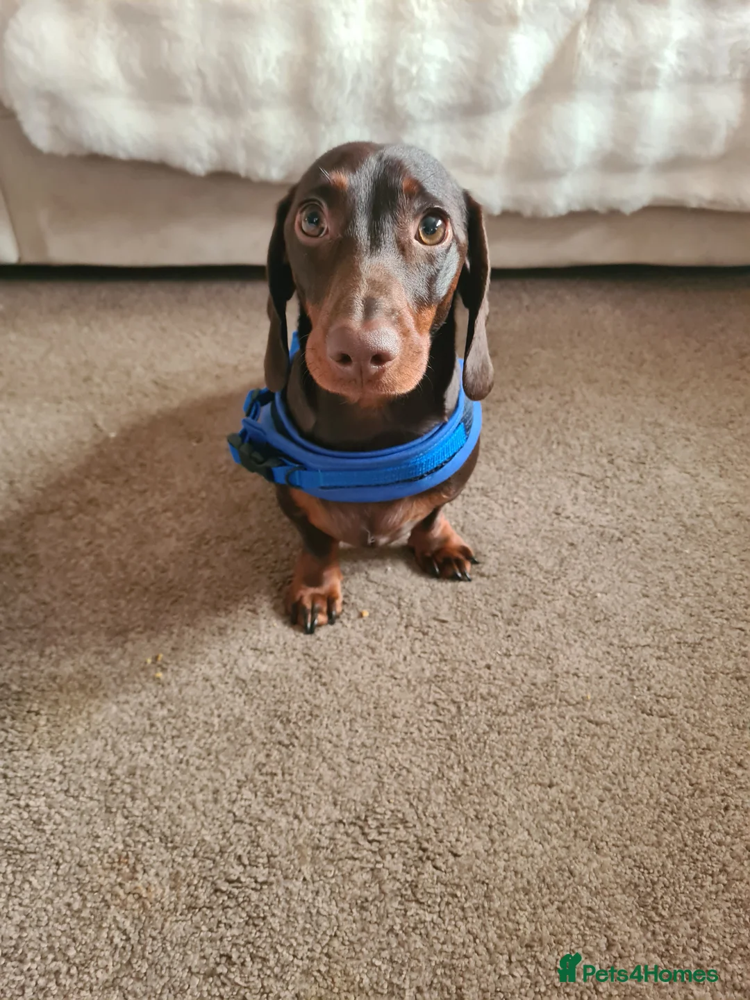 Dachshund dogs for sale: Teddy Daschund - Advert 1