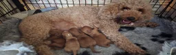 Cockapoo dogs for sale: Cockapoo Puppies ❤️  - Advert 3