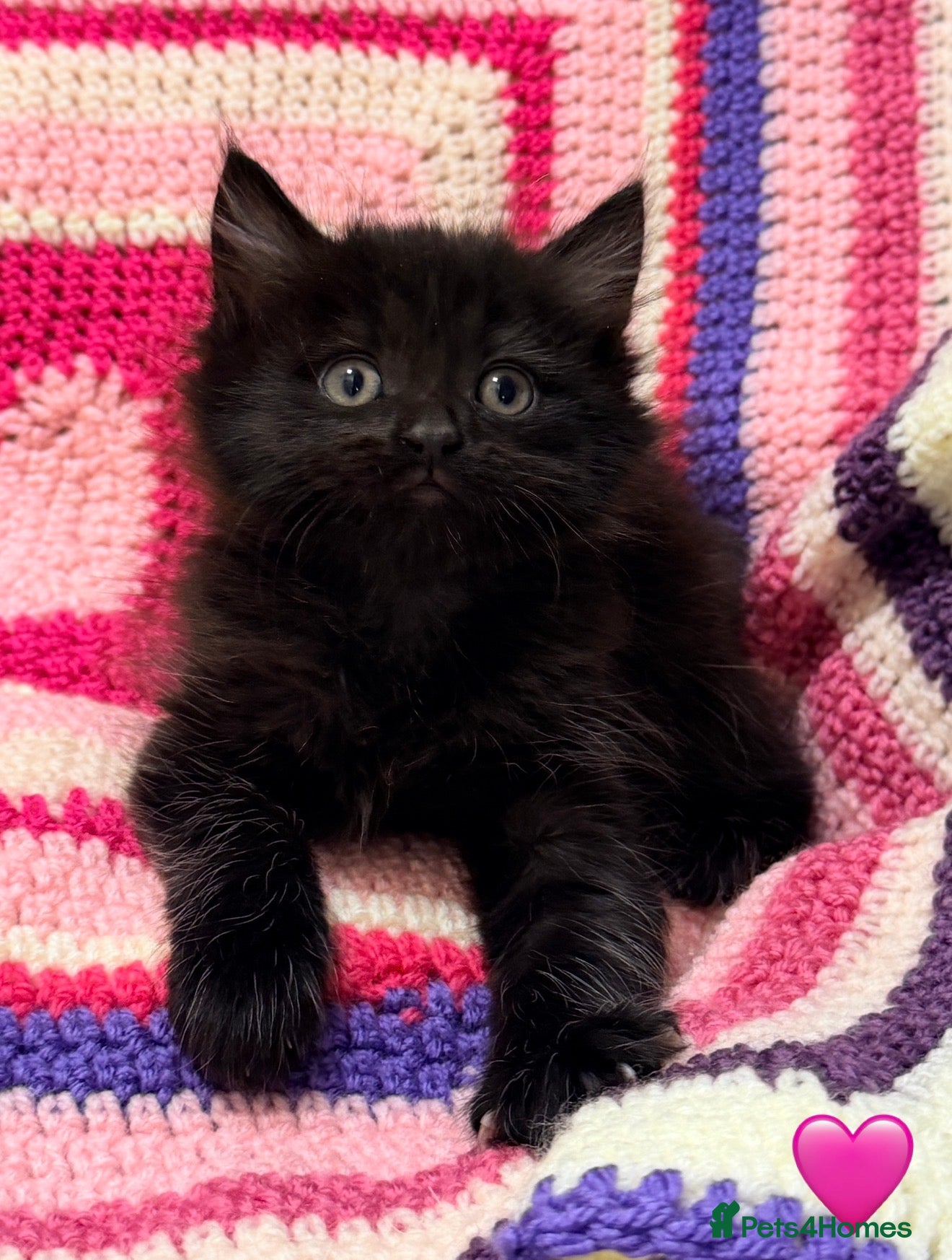 Mixed Breed cats 💠 MAINE COON X RAGDOLL *PARENTS HEALTH TESTED* 💠 - Advert 2