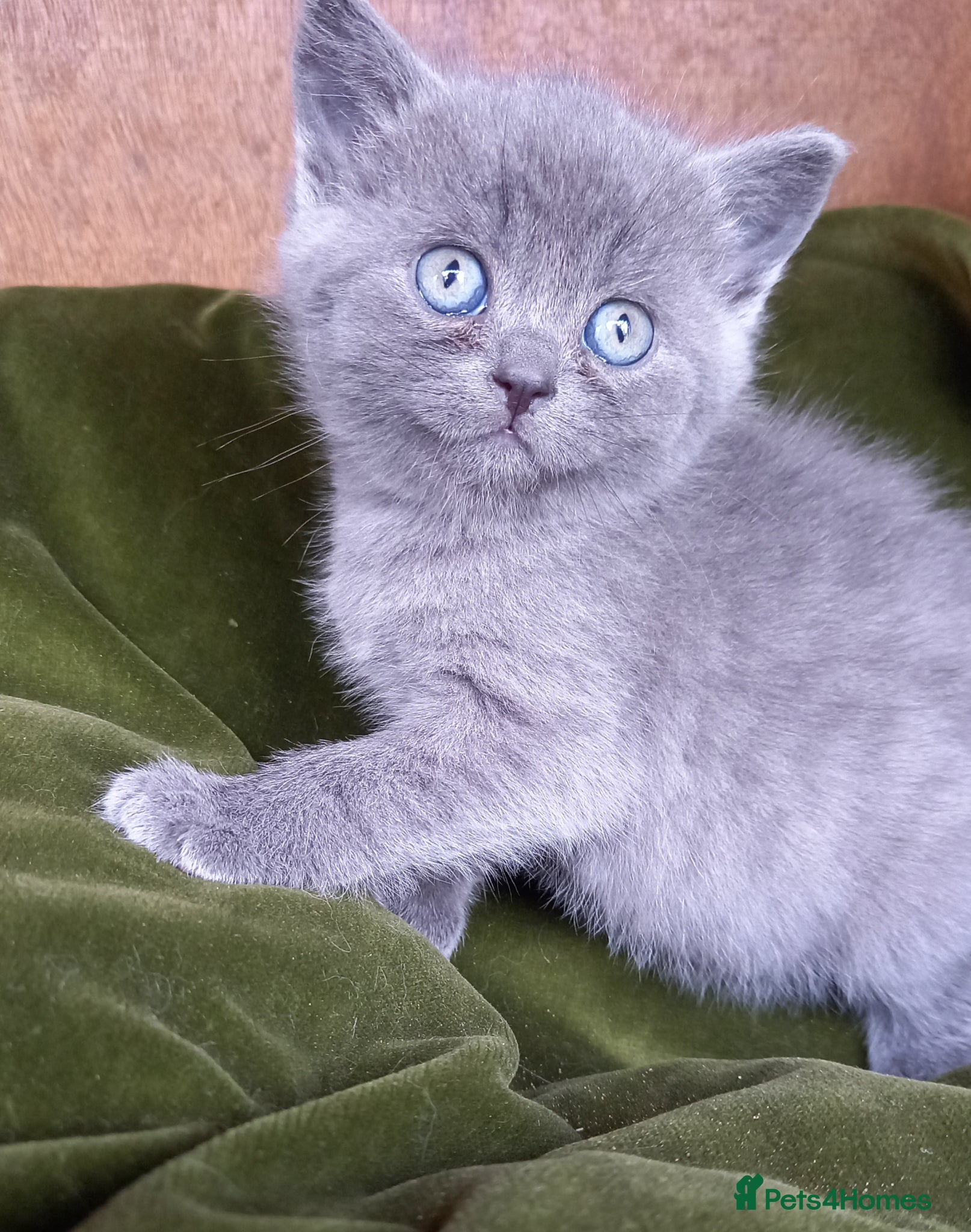 British Shorthair cats Super GCCF registered kittens  - Advert 1
