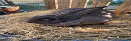 Continental Giant rabbits for sale: Continental Giants  - Advert 6