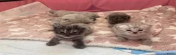 Exotic cats for sale: Exotic Persian cross pedigree manecoon  in Pontefract - Advert 3
