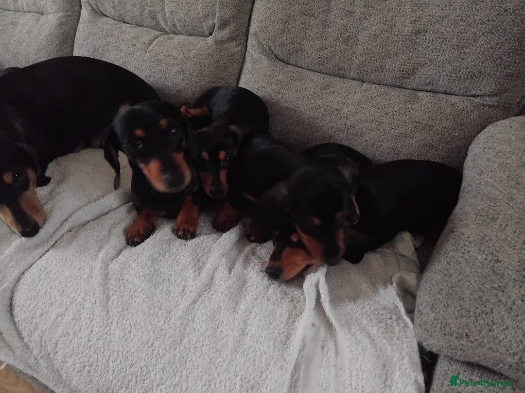 Dachshund dogs for sale: Dachshund puppies - Advert 7