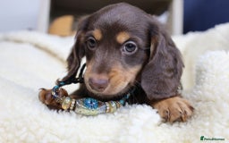 Miniature Dachshund dogs for sale: PEDIGREE MINIATURE LONGHAIRED DACHSHUNDS  - Image 23