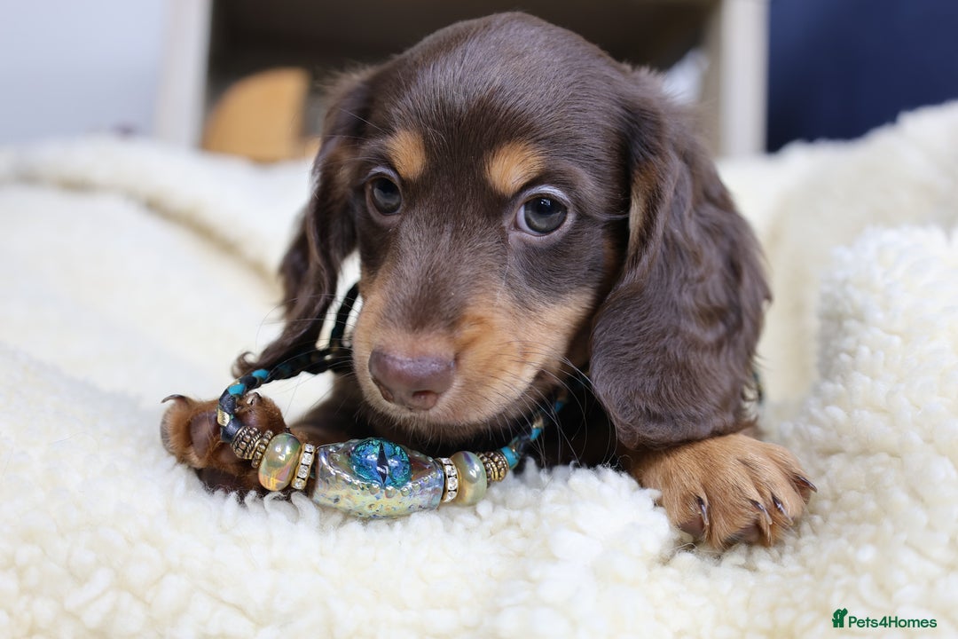 Miniature Dachshund dogs for sale: PEDIGREE MINIATURE LONGHAIRED DACHSHUNDS  - Image 23