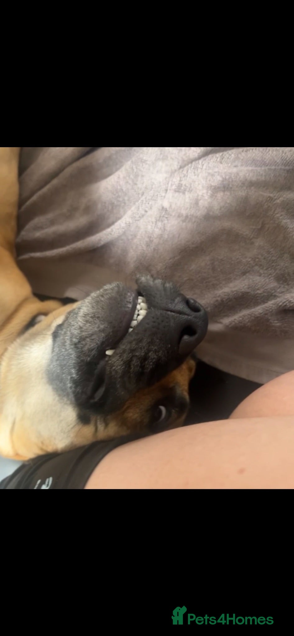 Mixed Breed dogs Rehoming this beauty unfortunately - Advert 1