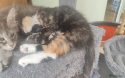 British Shorthair cats for sale: Adorable kittens  in Great Missenden - Image 20