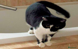 Mixed Breed cats for adoption: ENZO. - Image 3