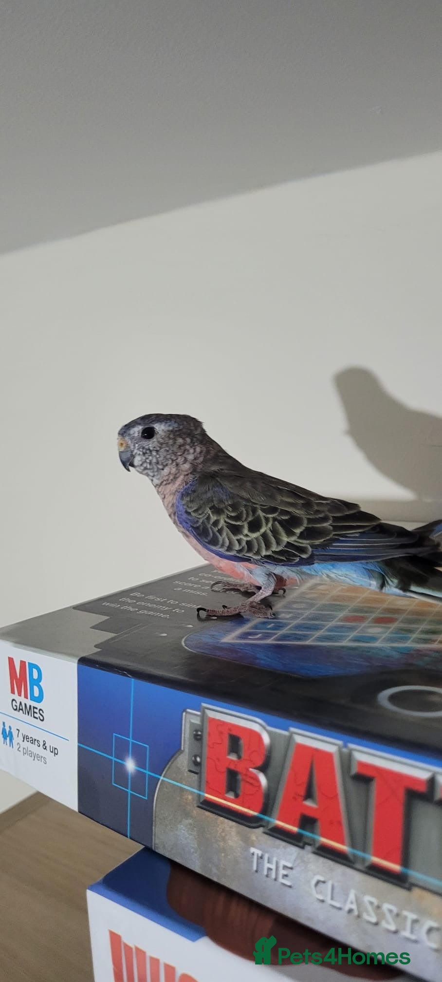 Budgerigars birds Lovely male Bourke  - Advert 13