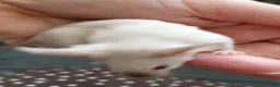 Mouse rodents for sale: Baby Siamese mice for sale 6wks old  - Advert 7