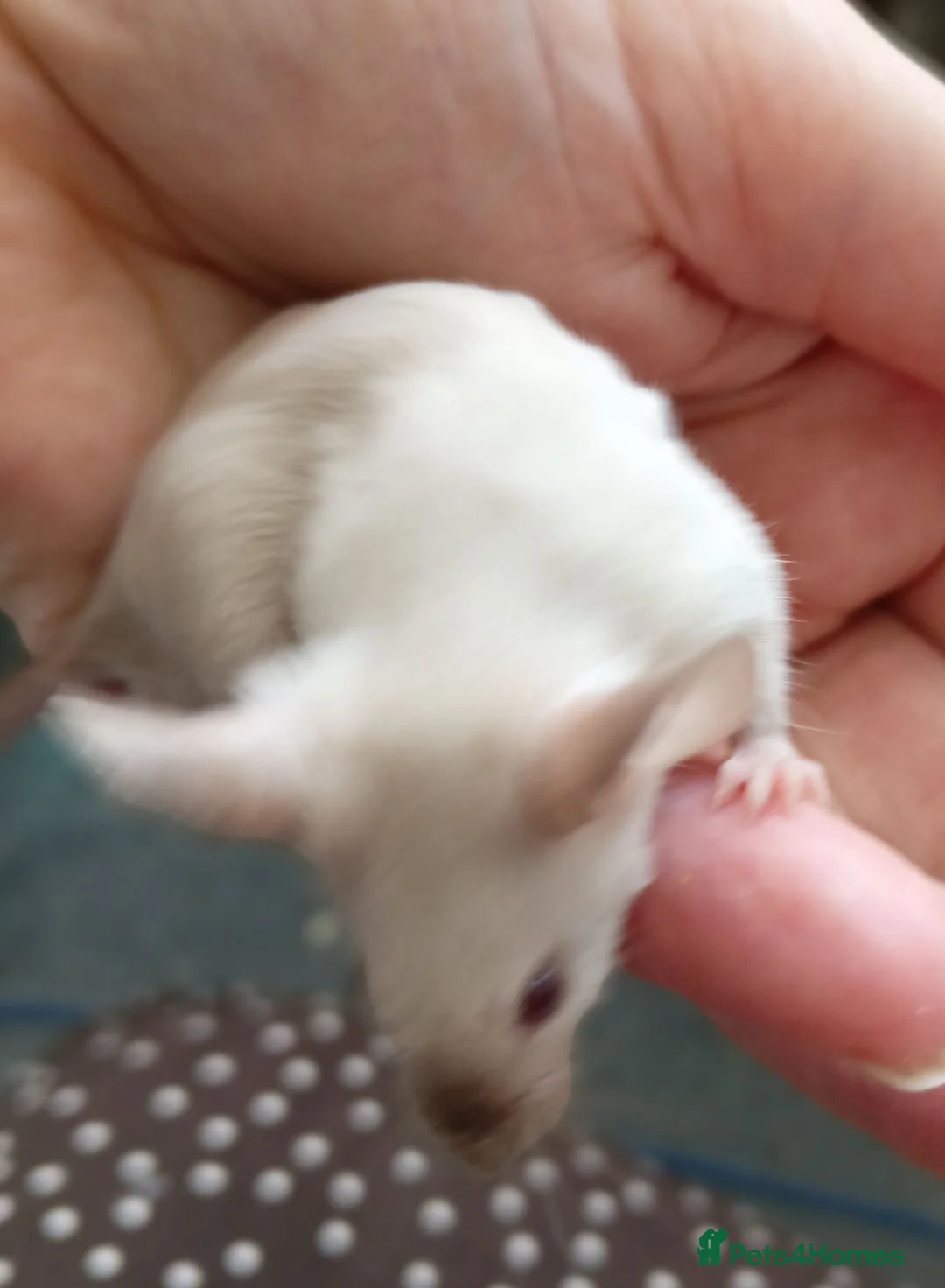 Mouse rodents for sale: Baby Siamese mice for sale 6wks old  - Advert 7