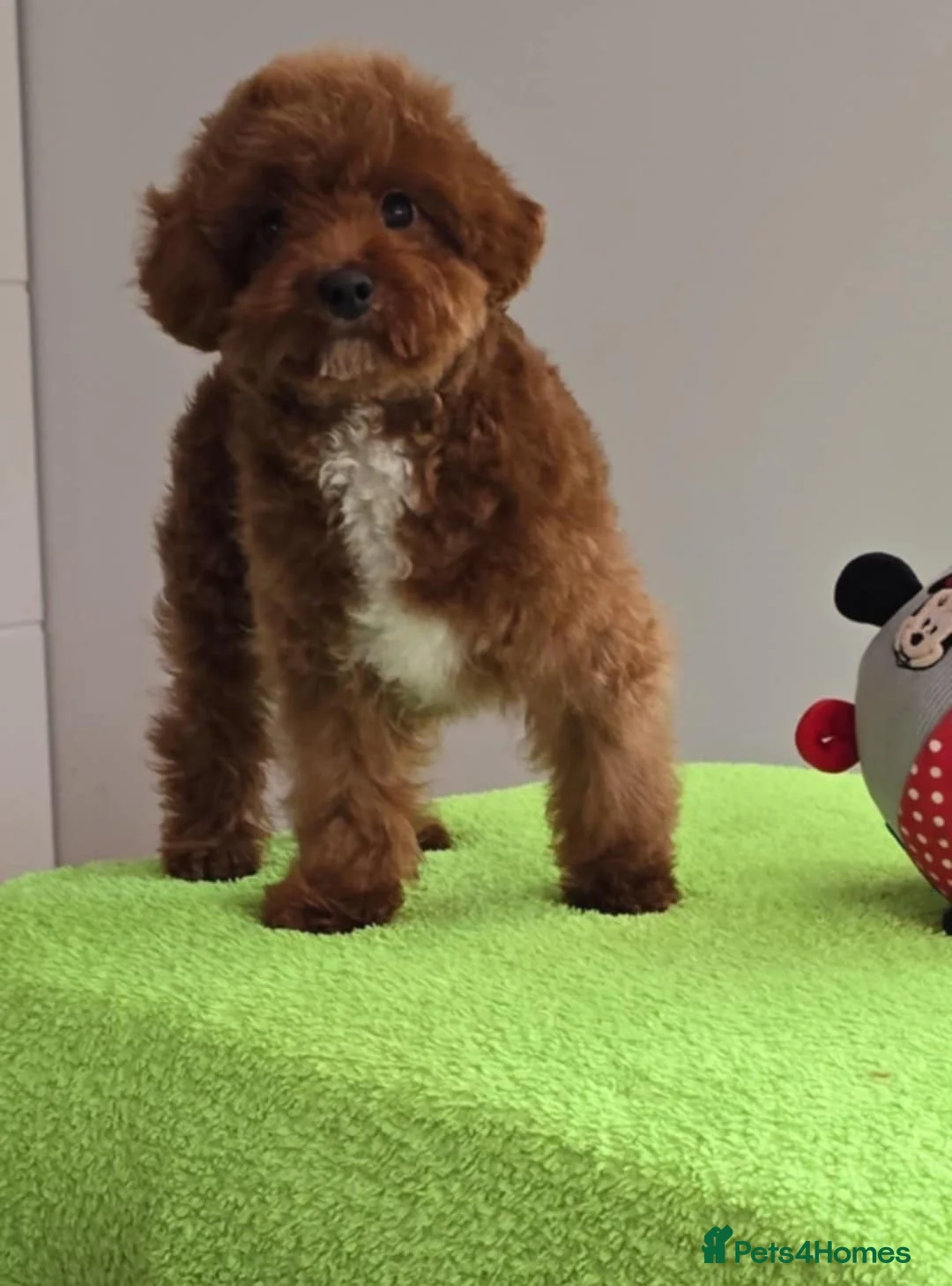 Maltipoo dogs for sale: 6-Month-Old Maltipoo Puppies – Male & Female - Advert 2