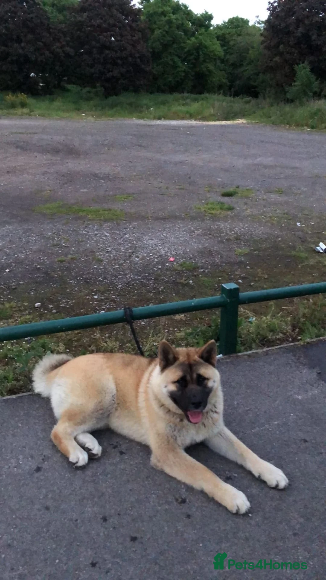 Japanese Akita Inu dogs for sale: Strong Mix Breed Akita Looking For New Home - Advert 1