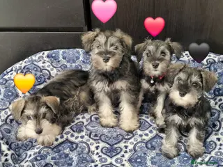 Miniature Schnauzer dogs 4 miniature schnauzers girls - Advert 15